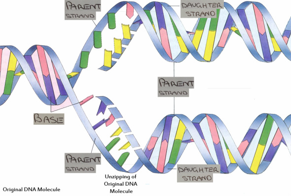 DNA Replication - Year 10 Biology: DNA Replication